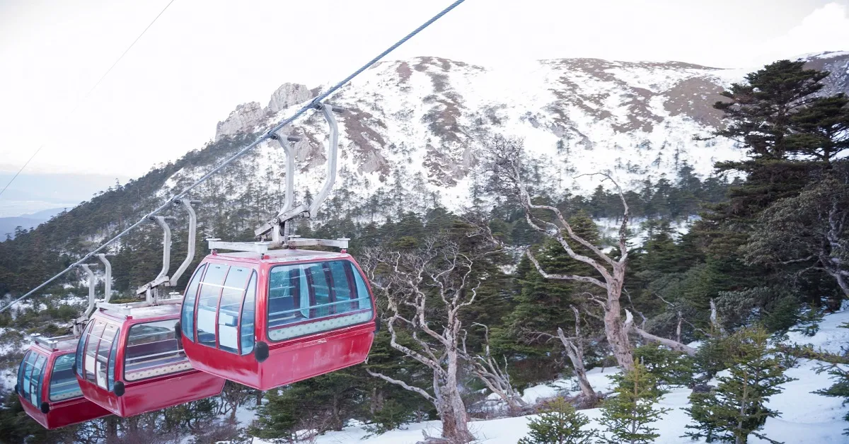 ทัวร์จีน คุนหมิง ตงชวน  ภูเขาหิมะเจี้ยวจือ แผ่นดินสีแดงตงชวน ตำหนักทองจินเตี้ยน ชมซากุระภูเขาหยวนทง (ลงร้าน)