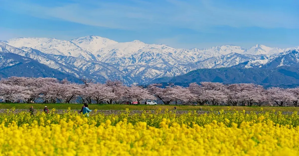 ทัวร์ญี่ปุ่น โอซาก้า เกียวโต นาโกย่า ทาคายาม่า โทยาม่า ชมซากุระอาซาฮีฟุนะกาว่า หมู่บ้านชิราคาวาโกะ ปราสาทโอซาก้า (อิสระ 1 วัน)