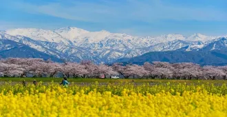 ทัวร์ญี่ปุ่น โอซาก้า เกียวโต นาโกย่า ทาคายาม่า โทยาม่า ชมซากุระอาซาฮีฟุนะกาว่า หมู่บ้านชิราคาวาโกะ ปราสาทโอซาก้า (อิสระ 1 วัน)