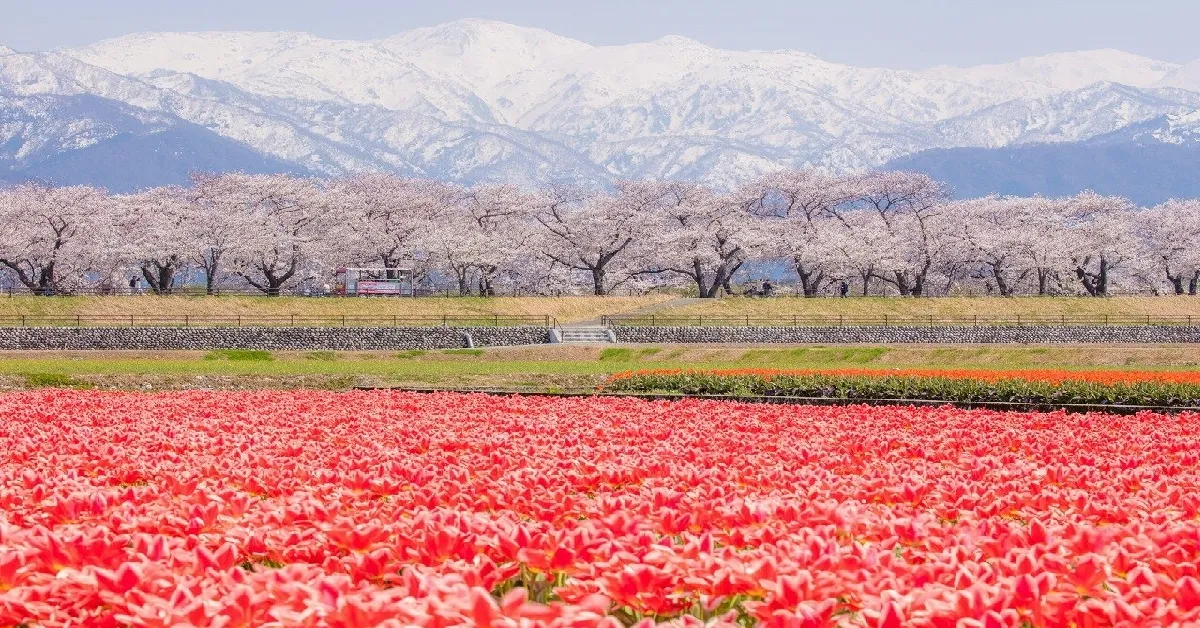 ทัวร์ญี่ปุ่น ซุปตาร์ โตเกียว โทยามะ คาวาโกเอะ ฟูจิ ชมซากุระ สวนอาซาฮีฟุนะกาว่า 