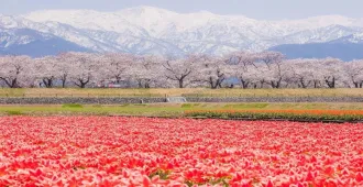 ทัวร์ญี่ปุ่น ซุปตาร์ โตเกียว โทยามะ ชมซากุระ สวนอาซาฮีฟุนะกาว่า คาวาโกเอะ