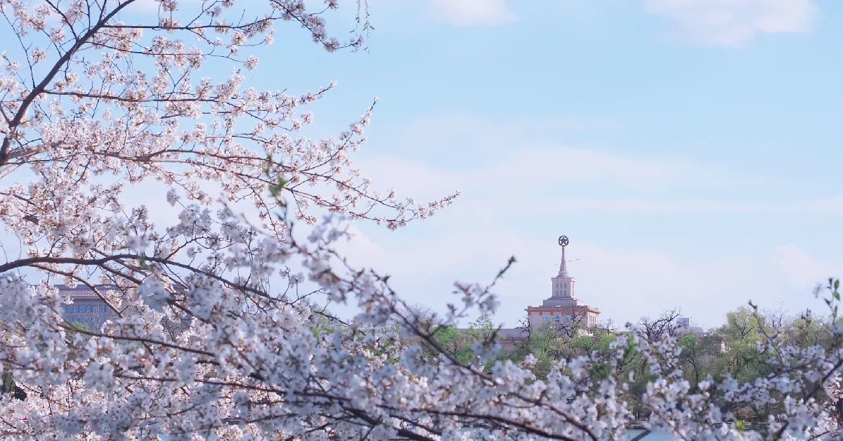ทัวร์จีน ปักกิ่ง ชมซากุระสวนหยูหยวนตัน พระราชวังต้องห้ามกู้กง (ลงร้าน)