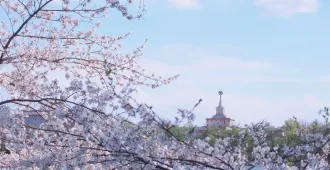 ทัวร์จีน ปักกิ่ง ชมซากุระสวนหยูหยวนตัน พระราชวังต้องห้ามกู้กง (ลงร้าน)