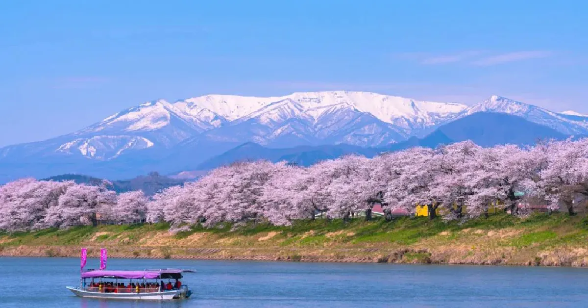 ทัวร์ญี่ปุ่น โตเกียว โทโฮคุ อิบารากิ เซนได ชมดอกเนโมฟีร่า ชมซากุระแม่น้ำชิโรอิชิ
