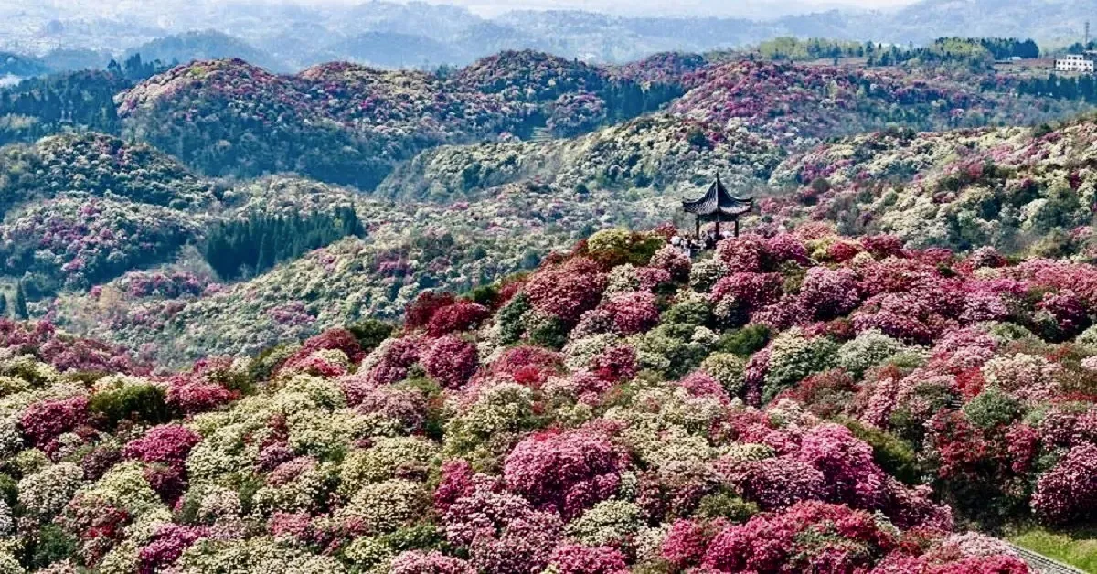 ทัวร์จีน กุ้ยหยาง ชมผิงป้าซากุระหมื่นไร่ กุหลาบพันปี น้ำตกหวงกั่วซู่ (ไม่ลงร้าน)