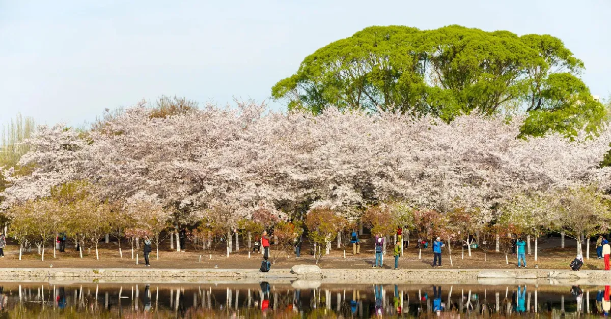 ทัวร์จีน ปักกิ่ง ชมซากุระ สวนอวี้หยวนถาน กำแพงเมืองจีน (ลงร้าน)