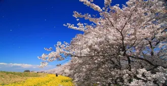 ทัวร์ญี่ปุ่น มหัศจรรย์ โตเกียว คาวาโกเอะ ฟูจิ ไซตามะ สวนคุมางายะซากุระสึสึมิ เทศกาลประดับไฟซากามิโกะ ( อิสระ 1 วัน)