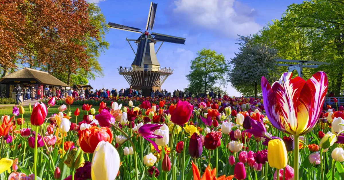 Europe Germany Belgium Netherlands Keukenhof - ทัวร์ยุโรป เยอรมนี เบลเยี่ยม เนเธอร์แลนด์ สวนเคอเคนฮอฟ ล่องเรือหลังคากระจกพาโรนามิค