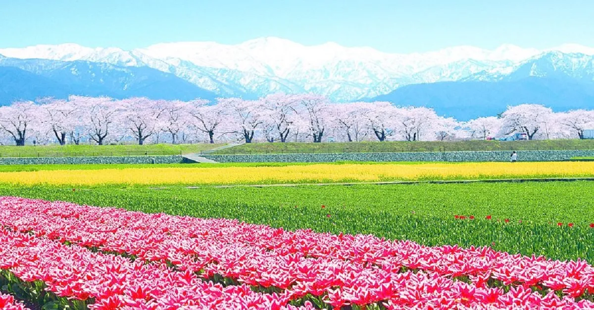 ทัวร์ญี่ปุ่น มหัศจรรย์ โอซาก้า โทยามะ เกียวโต มัตสึโมโต้ ฟูจิ สวนอาซาฮิฟุนะคาวะ วัดคินคะคุจิ (พัก Onsen 1 คืน)