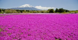 ทัวร์ญี่ปุ่น โตเกียว ฟูจิ คาวาโกเอะ พิงค์มอส (อิสระ 1 วัน)