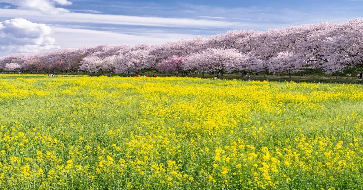 ทัวร์ญี่ปุ่น โตเกียว ฮาเนดะ ไซตามะ เทศกาลไฟซากามิโกะ ชมซากุระไซตามะ (อิสระ 1 วัน)