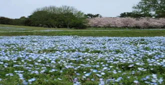 ทัวร์ญี่ปุ่น โอซาก้า นาโกย่า เกียวโต คามิโคจิ ทุ่งดอกเนโมฟิล่า หมู่บ้านชิราคาวาโกะ 