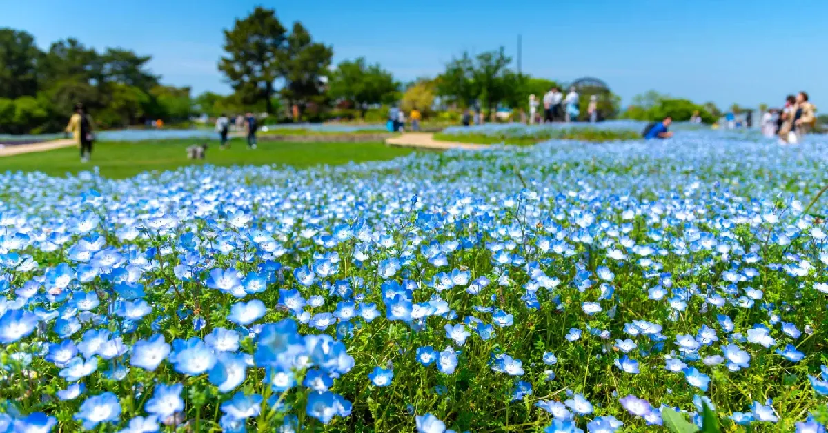 ทัวร์ญี่ปุ่น โอซาก้า นาโกย่า เกียวโต คามิโคจิ เนโมฟีล่า (เที่ยวอิสระ 1 วัน)