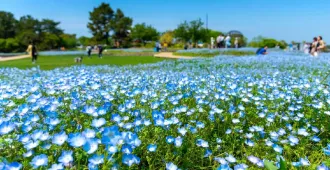 ทัวร์ญี่ปุ่น โอซาก้า นาโกย่า เกียวโต คามิโคจิ เนโมฟีล่า (เที่ยวอิสระ 1 วัน)