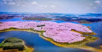 ทัวร์จีน กุ้ยหยาง อันซุ่น ซากุระหมื่นไร่ ชมกุหลาบพันปี (ไม่ลงร้าน)