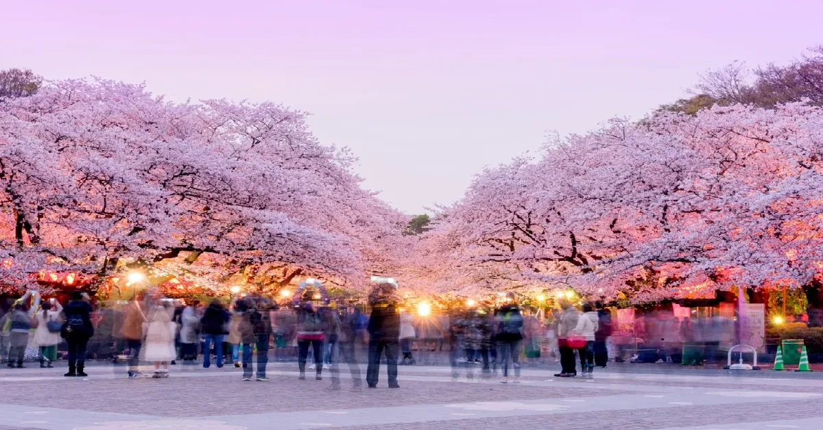 ทัวร์ญี่ปุ่น โตเกียว ฟูจิ ชมซากุระสวนอุเอโนะ ศาลเจ้าฟูจิซัง