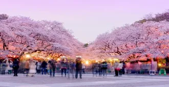 ทัวร์ญี่ปุ่น โตเกียว ฟูจิ ชมซากุระสวนอุเอโนะ ศาลเจ้าฟูจิซัง