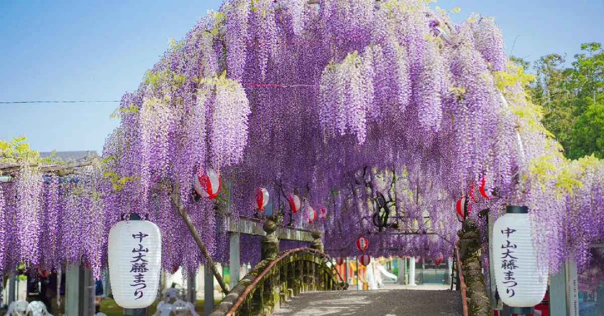 ทัวร์ญี่ปุ่น ฟุกุโอกะ เบปปุ ยุฟุอิน คุมาโมโตะ ชมดอกวิสทีเรีย (พักออนเซ็น 1 คืน)