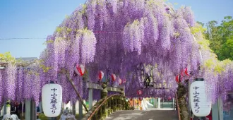 ทัวร์ญี่ปุ่น ฟุกุโอกะ เบปปุ ยุฟุอิน คุมาโมโตะ ชมดอกวิสทีเรีย (พักออนเซ็น 1 คืน)