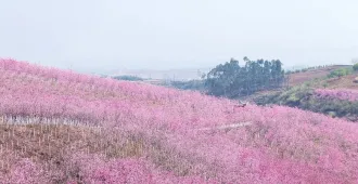 ทัวร์จีนคุณธรรม คุนหมิง หุบเขาซากุระ ทุ่งดอกมัสตาร์ด (ไม่ลงร้าน)