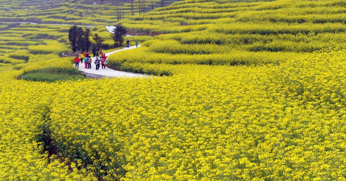 ทัวร์จีนคุณธรรม คุนหมิง  ทุ่งดอกมัสตาร์ด หุบเขาซากุระ (ไม่ลงร้าน)