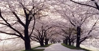 ทัวร์ญี่ปุ่น นาโกย่า โอซาก้า ชมซากุระเซวารินเท วัดเบียวโดอิน (พักย่านชินไซบาชิ 2 คืน)