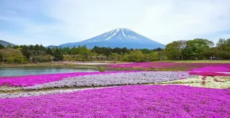 ทัวร์ญี่ปุ่น มหัศจรรย์ โตเกียว คามิโคจิ ฟูจิ พิ้งค์มอสะ (อิสระ 1 วัน )