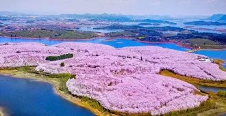 ทัวร์จีน คุนหมิง ภูเขาหิมะเจี้ยวจื่อ ชมซากุระหยวนทง(ลงร้าน)