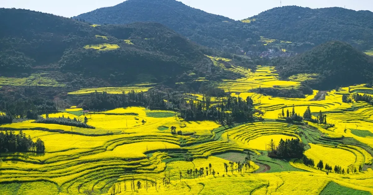 ทัวร์จีน คุนหมิง ทุ่งมัสตาร์ดลั่วผิง หุบเขาซากุระอี้เหลียง