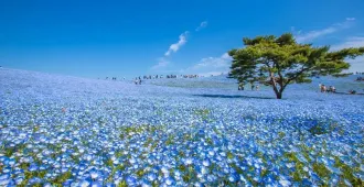 ทัวร์ญี่ปุ่น โตเกียว ฟูจิ อิบารากิ ชมดอกเนโมฟีล่า (อิสระ 1 วัน)