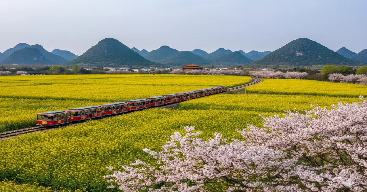 ทัวร์จีน คุนหมิง ทุ่งดอกมาสตาร์ด เขาอี้เหลียงชมดอกซากุระ (ลงร้าน)