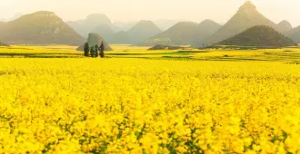 ทัวร์จีน คุนหมิง โหลวผิง อี้เหลียง ชมซากุระ และ ดอกมัสตาร์ดสีทอง (ทัวร์ไม่ลงร้าน)