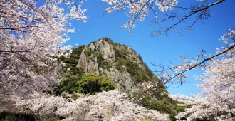 ทัวร์ญี่ปุ่น คิวชู ซากะ คุมาโมโตะ ชมซากุระสวนมิฟูเนะยามะ 