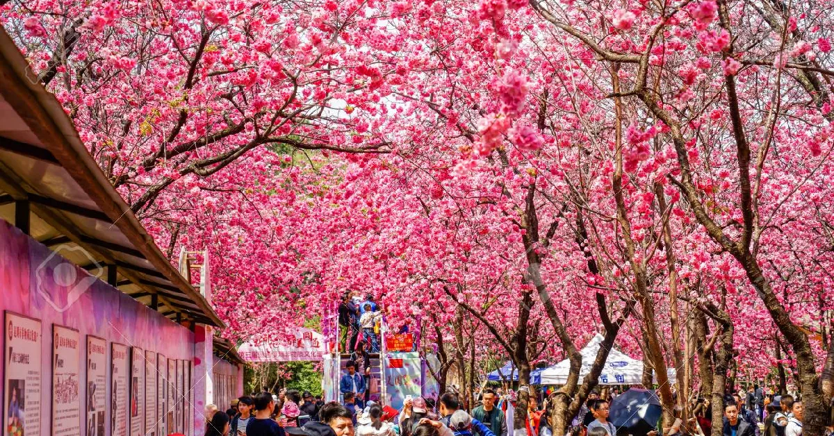 ทัวร์จีน คุนหมิง ภูเขาหิมะเจี้ยวจื่อ ชมซากุระเขาหยวนทง(ลงร้าน)