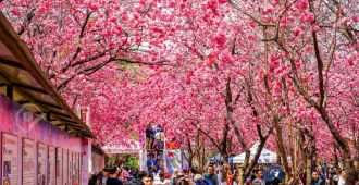 ทัวร์จีน คุนหมิง ภูเขาหิมะเจี้ยวจื่อ ชมซากุระเขาหยวนทง(ลงร้าน)