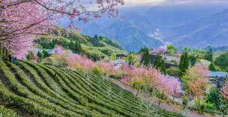 ทัวร์จีน คุนหมิง ป่าหิน ซากุระอี๋เหลียง (ลงร้าน)