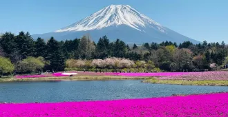 ทัวร์ญี่ปุ่น โตเกียว ฟูจิ ชิบะ ซากุระ พิงค์มอส เลิฟเวอร์