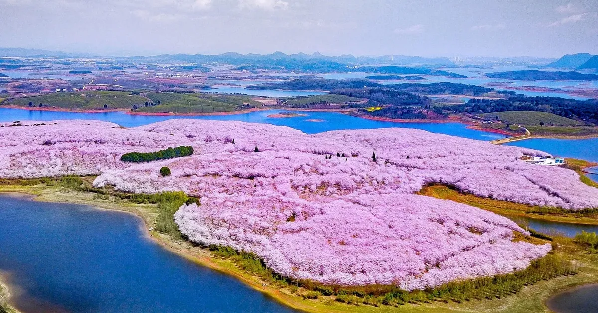 ทัวร์จีน มหัศจรรย์ หนานหนิง กุ้ยหยาง สวนซากุระหมื่นไร่ผิงป้า (ไม่ลงร้าน)