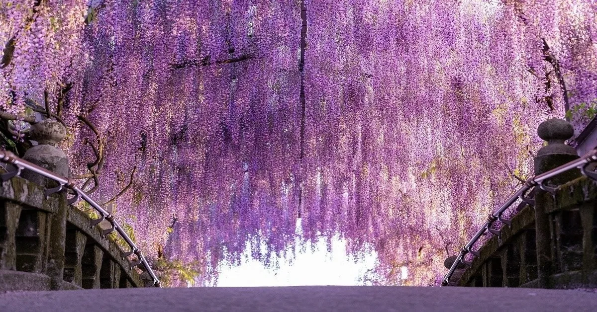 ทัวร์ญี่ปุ่น มหัศจรรย์ ฟูกุโอกะ คุมาโมโต้ เบปปุ อะโส ทุ่งหญ้าคุซะเซนริ อลังการดอกวิสทีเรีย