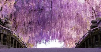 ทัวร์ญี่ปุ่น มหัศจรรย์ ฟูกุโอกะ คุมาโมโต้ เบปปุ อะโส ทุ่งหญ้าคุซะเซนริ อลังการดอกวิสทีเรีย