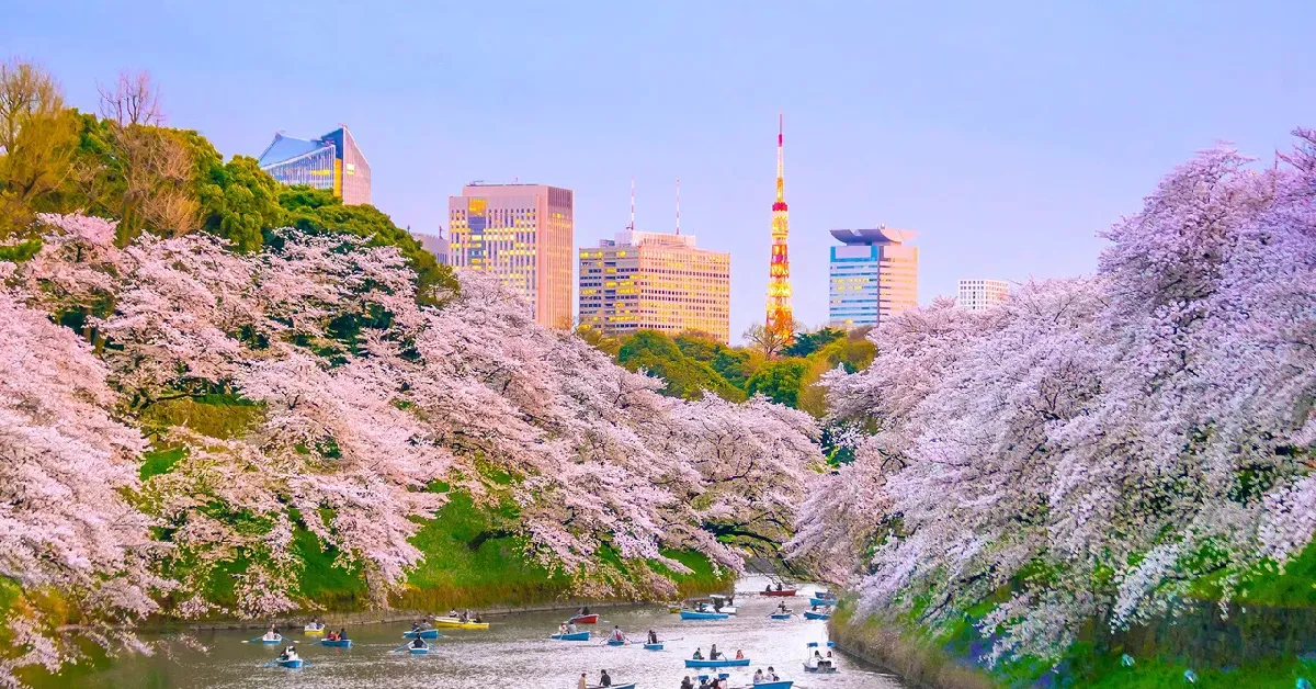 ทัวร์ญี่ปุ่น ชมซากุระ สวนจิโดริงะฟูจิ (อิสระ 1 วัน+พักออนเซ็น 1 คืน)