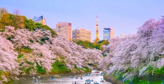 ทัวร์ญี่ปุ่น ชมซากุระ สวนจิโดริงะฟูจิ (อิสระ 1 วัน+พักออนเซ็น 1 คืน)