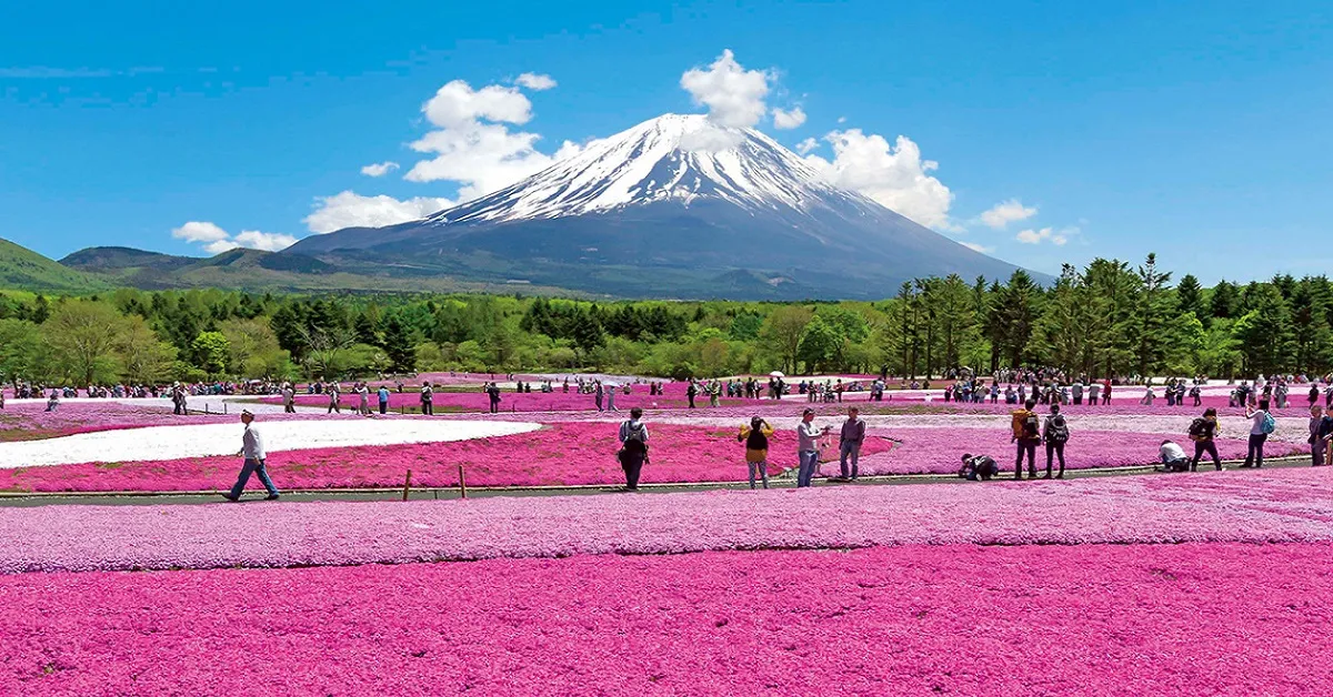 ทัวร์ญี่ปุ่น ซุปตาร์ โอซาก้า โตเกียว เกียวโต ทาคายามะ ฟูจิ เทศกาลดอกชิบะซากุระ หมู่บ้านชิราคาวาโกะ