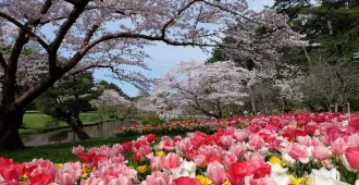 ทัวร์ญี่ปุ่น ซุปตาร์ โอซาก้า โตเกียว เกียวโต ฮามามัตสึ ฟูจิ สวนฮามามัตสึฟลาวเวอร์ปาร์ค ปราสาทโอซาก้า