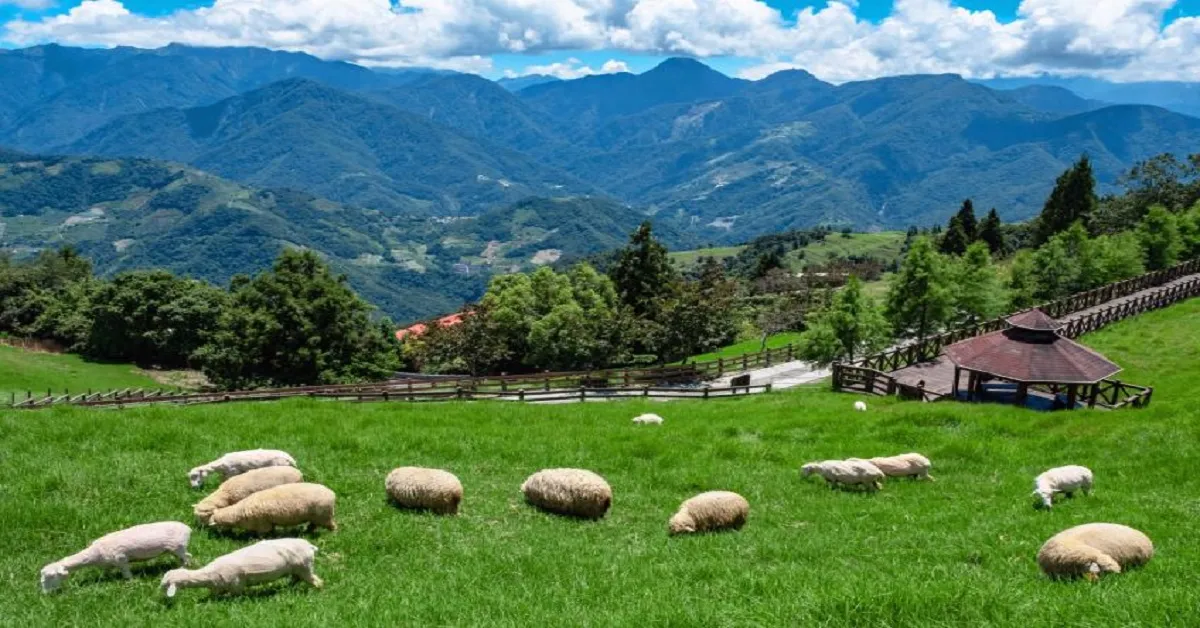 ทัวร์ไต้หวัน ไทเป จิ่วเฟิ่น ฟาร์มเเกะชิงจิ้ง ล่องทะเลสาบสุริยันจันทรา