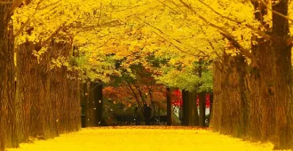 ทัวร์เกาหลี โซล ซูวอน เกาะนามิ ป้อมฮวาซอง สะพานโซยางกัง ฮงแด เมียงดง