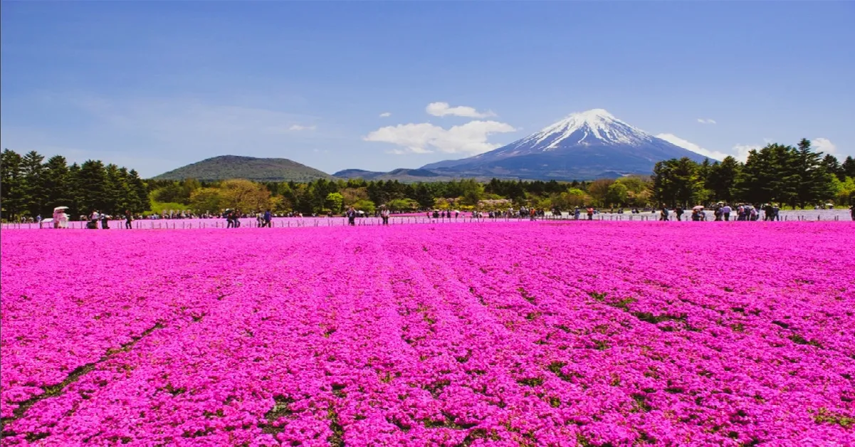 ทัวร์ญี่ปุ่น โตเกียว โยโกฮาม่า คามาคุระ ภูเขาไฟฟูจิ เทศกาลพิงค์มอส (อิสระ 1 วัน)