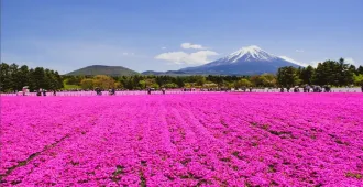 ทัวร์ญี่ปุ่น โตเกียว โยโกฮาม่า คามาคุระ ภูเขาไฟฟูจิ เทศกาลพิงค์มอส (อิสระ 1 วัน)