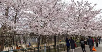 ทัวร์จีน ชิงเต่า เว่ยไห่ เยียนไถ จี่หนาน ชมซากุระสวนจงซาน (ไม่ลงร้าน)