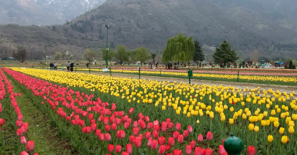 ทัวร์อินเดีย แคชเมียร์ ศรีนาคา เทศกาลดอกทิวลิป สวนโมกุล